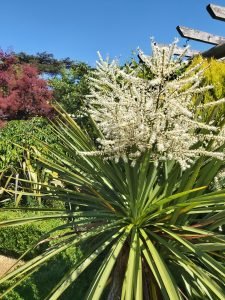 Cordyline