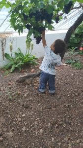 Grape Picking