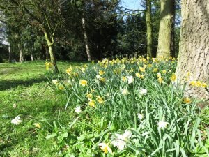 Daffs in the Woods