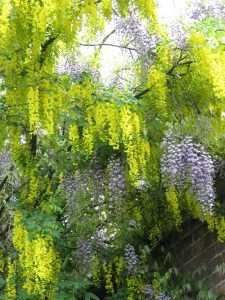 Laburnum & Wisteria