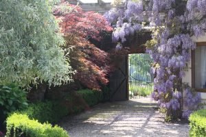 Gate & Wisteria