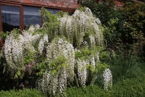 Wisteria