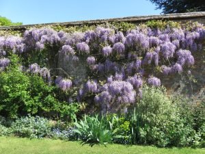 Wisteria