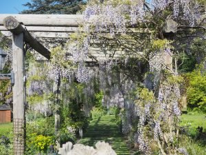 Wisteria