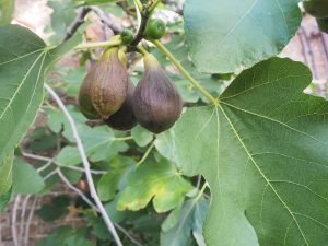 Figs